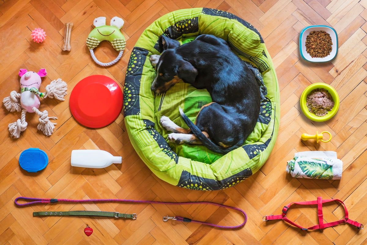 Chien installé confortablement sur un tapis, illustrant le choix d’accessoires adaptés