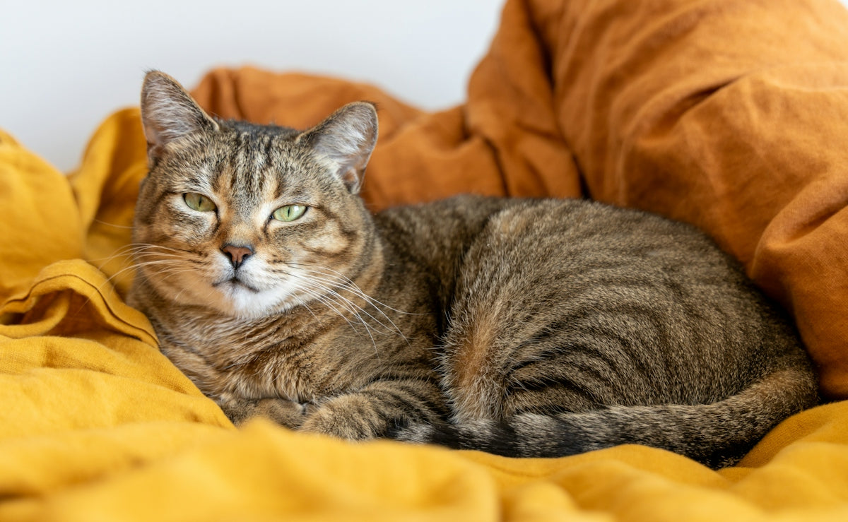 A tabby cat rests on a yellow blanket