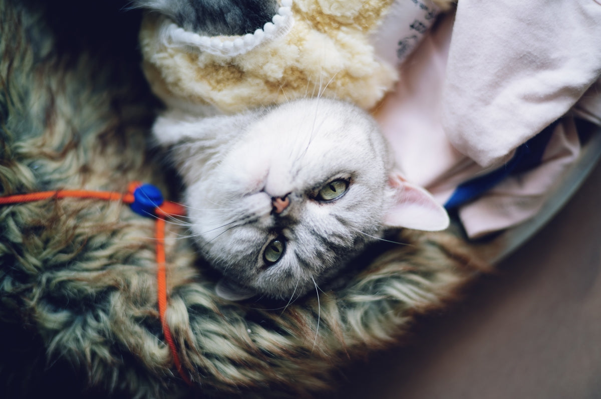 Chat tigré installé confortablement sur une couverture douce