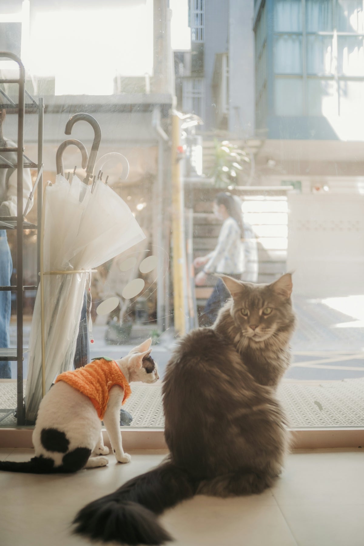 Two cats sitting by a window with street view